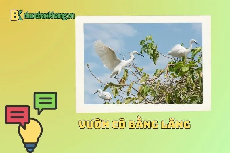 Vườn cò Bằng Lăng Cần Thơ ở đâu? Có gì đặc biệt?