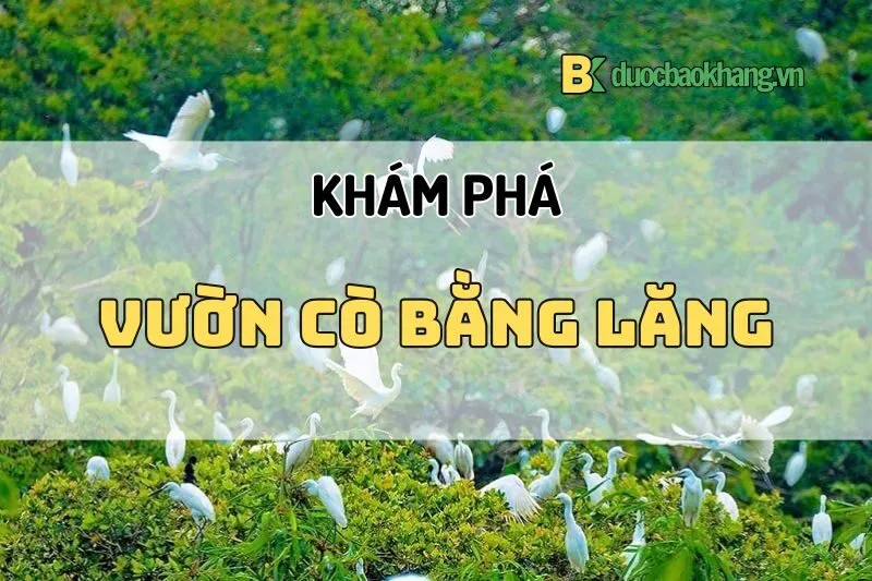 Vườn cò Bằng Lăng Cần Thơ 2025 – Khám phá thiên nhiên hoang sơ
