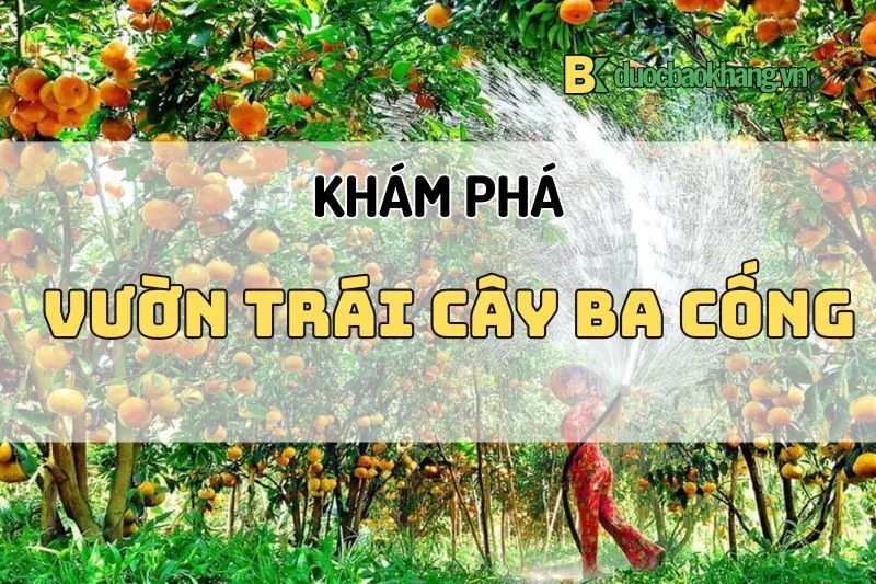 Vườn trái cây Ba Cống Cần Thơ 2025: Địa điểm miệt vườn hấp dẫn