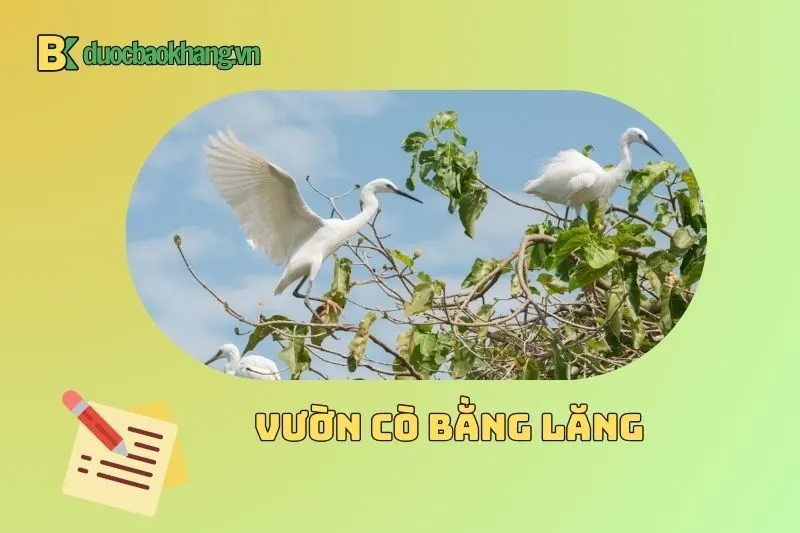 Giá vé và những lưu ý khi tham quan Vườn cò Bằng Lăng
